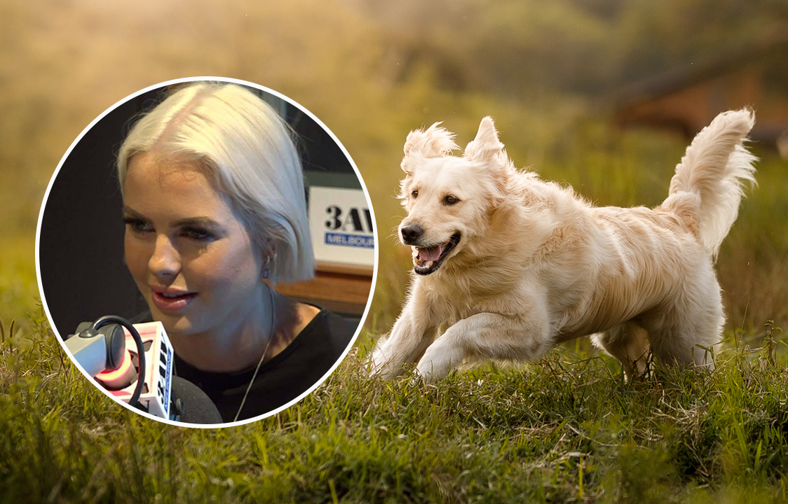 Article image for ‘Heartbreaking’: Animal Justice Party MP calls for overhaul of RSPCA laws