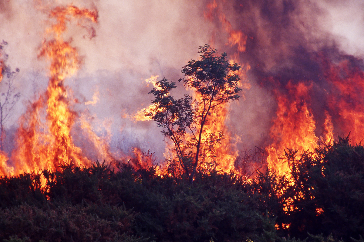 Article image for Why Labor’s failure to meet planned burning targets could lead to a ‘catastrophic’ fire season