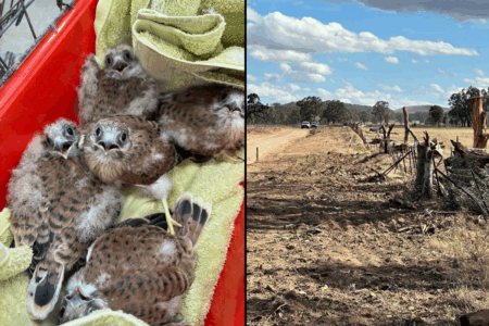 ‘It’s not nonsense’: Tom Elliott clashes with Climate Change Authority