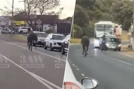 Trainer provides update on horse that was spotted on the loose in Dromana!