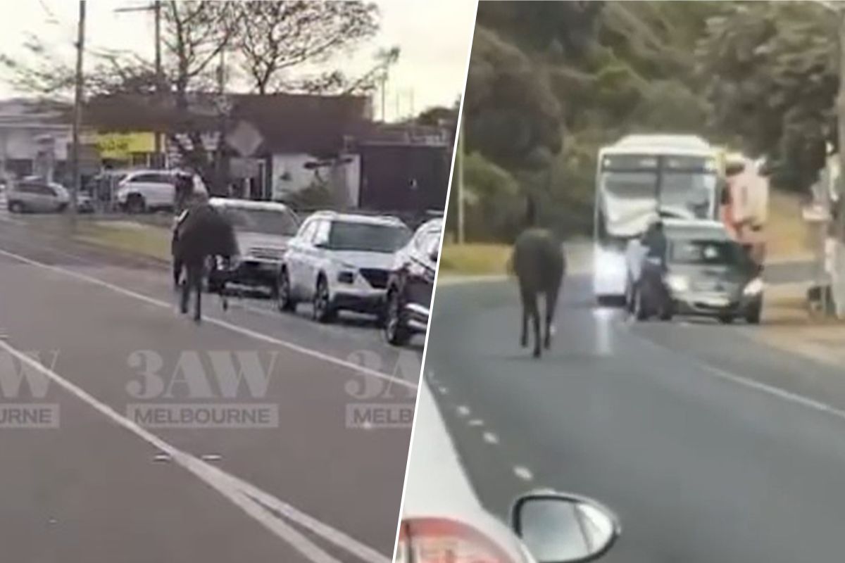 Article image for Trainer provides update on horse that was spotted on the loose in Dromana!