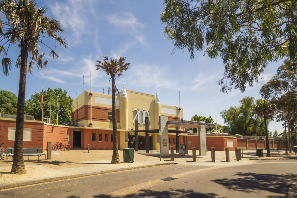 Article image for The (very cute) new arrivals now at Melbourne Zoo