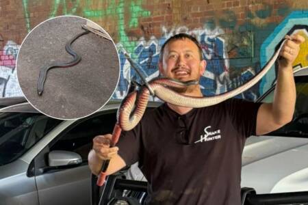 ‘Unbelievable’: The ‘weird’ story involving a venomous snake in the CBD!