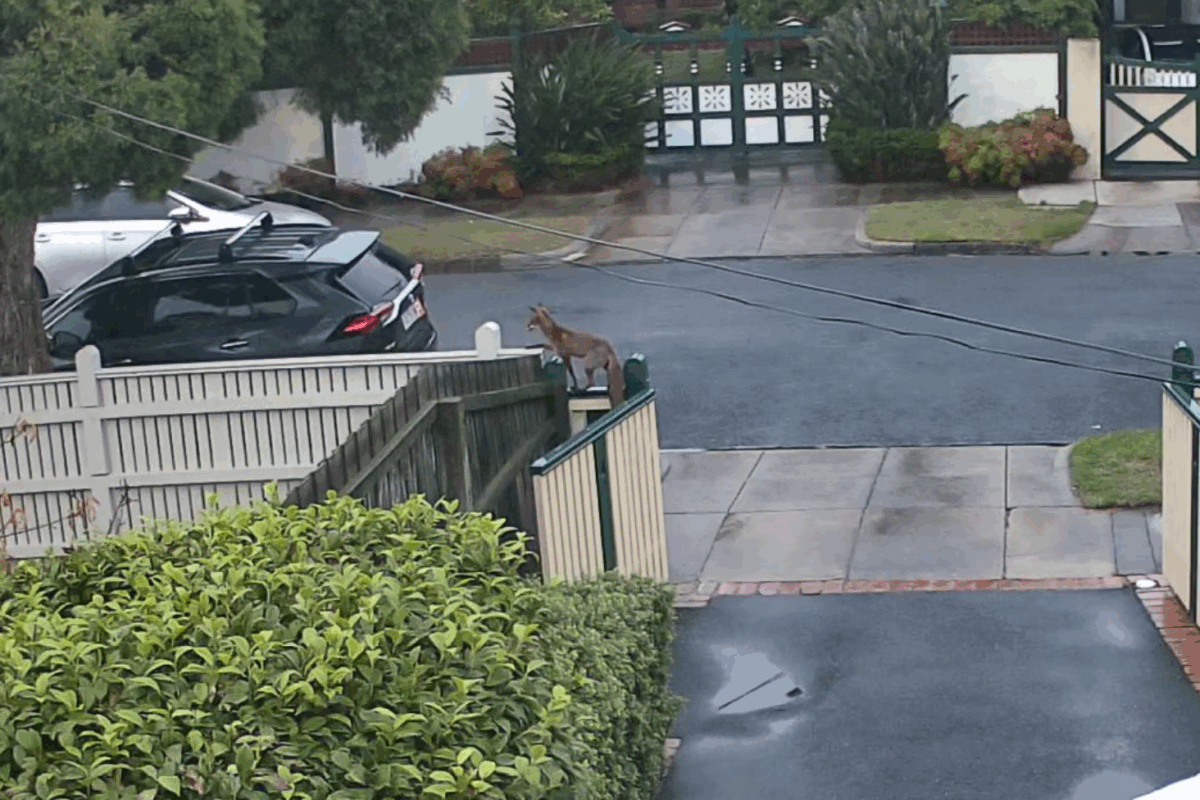 Article image for ‘We’re just pulling our hair out’: Foxes terrorising Melbourne suburb