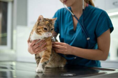 ‘Not just hugging puppies’: Veterinary expert reveals the dark side of the industry 