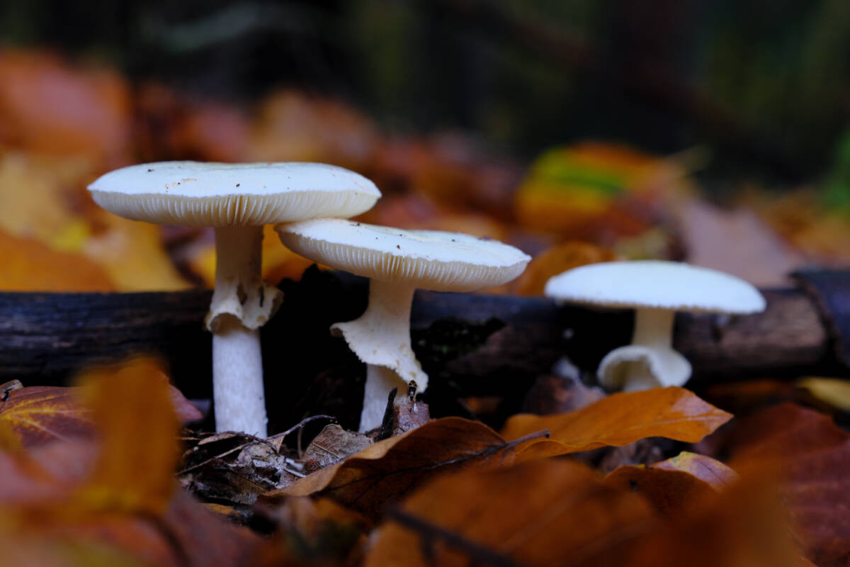 Article image for ‘We just don’t know’: The growing risk when foraging for wild mushrooms