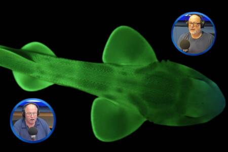 ‘World first’: Glow-in-the-dark sharks discovered in Victorian waters