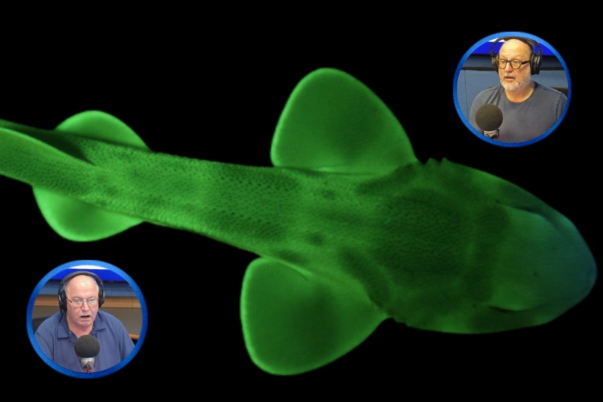 Article image for ‘World first’: Glow-in-the-dark sharks discovered in Victorian waters