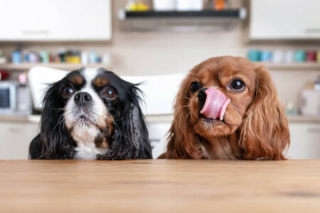 Are our pets sending us broke?: Aussies spending billions on their furry friends