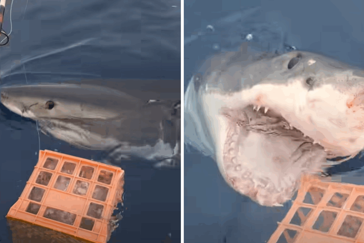 Article image for RUMOUR CONFIRMED: Ocean predator pestering fishing boat for free feed