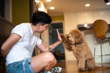 ‘Left pawness and right pawness’: New research reveals dogs can show single-sided preference similar to humans