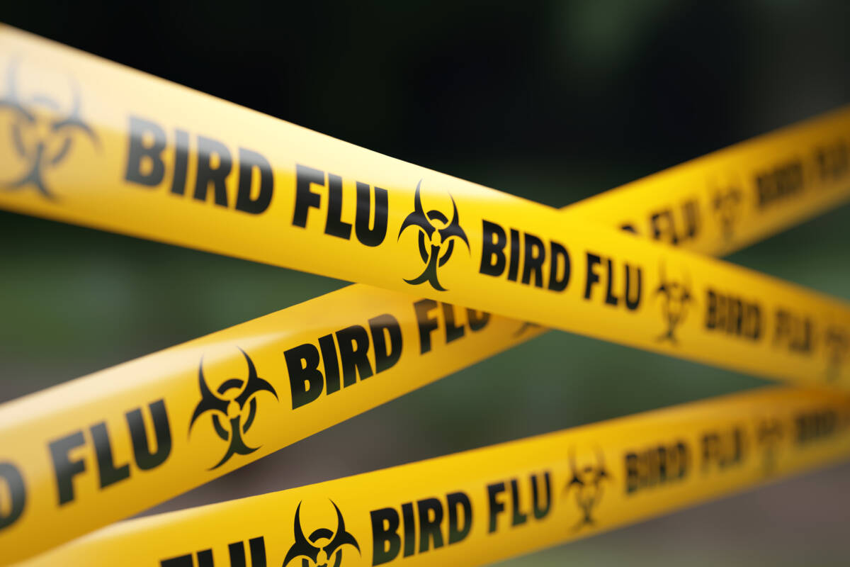 Article image for Latest bird flu outbreak ‘low risk’ for humans