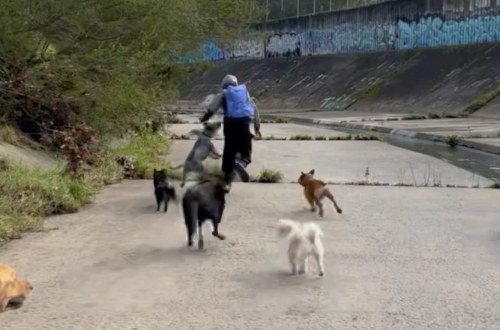 Article image for Dogs come to the rescue as women escape alleged attacker