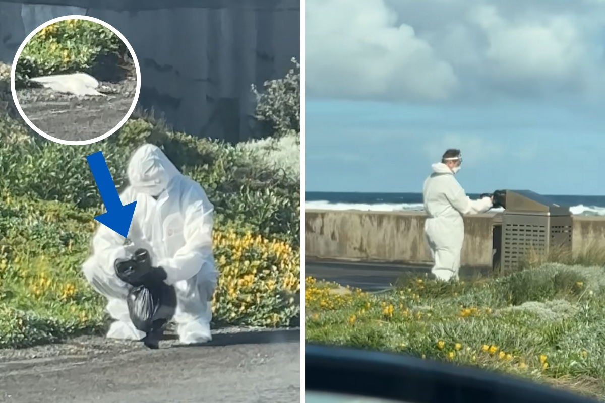Article image for The ‘really surprising’ official advice on disposing of dead birds amid bird flu crisis
